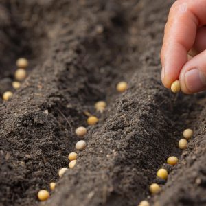 planting seeds