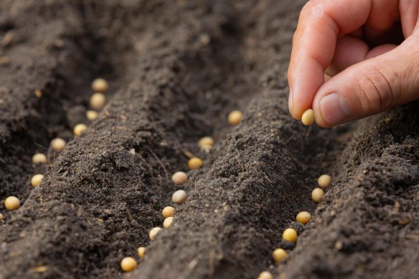 planting seeds
