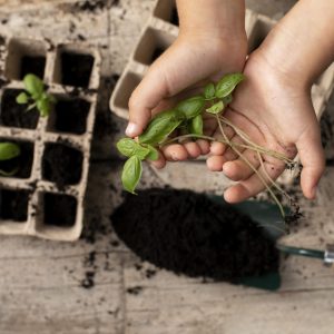 Planting seedlings