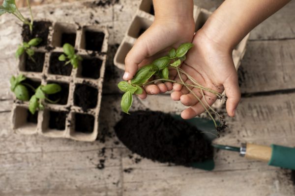 Planting seedlings